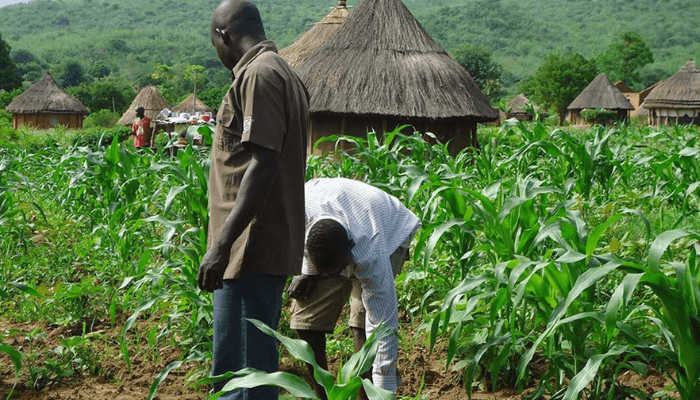 nigerian farmers