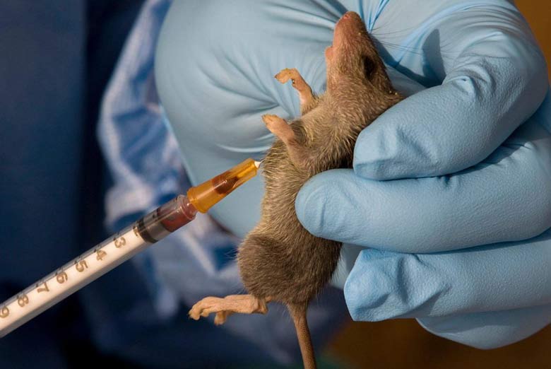 Lassa Fever Death Toll Hits 237 in Nigeria as Cases Reach 1,000