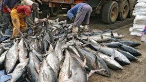 Nigeria’s Fish Import Bill Drops by N29.26bn to N167.91bn in Q2 2026